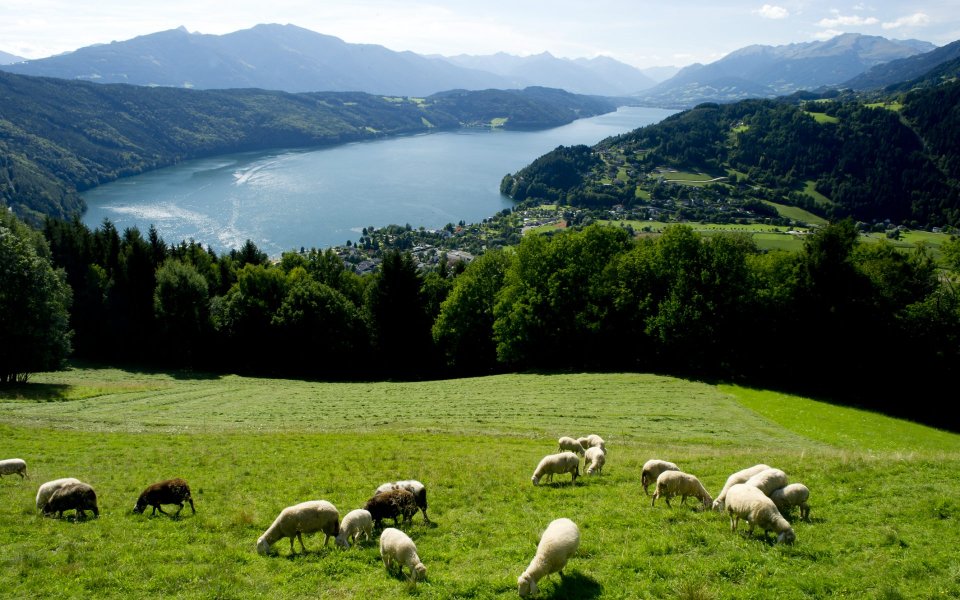 Panoramablick auf den Millstättersee und im Vordergrund ist eine Weide mit weißen Schafen